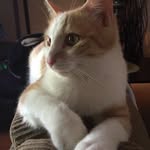Gregory Null - @gregthekat - Instagram
