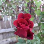Peggy Gregory - @peggy.gregory2 - Instagram