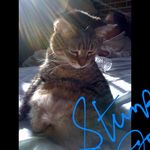 Gregory Poe - @stumpyjonesblueskitty - Instagram