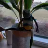Gregory the polite frog - @gregoryy_the_gentleman - TikTok