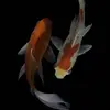 Gregory_Quick - @gregory_quick - TikTok