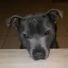 laris - @gregory.ries - TikTok