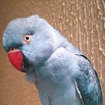 Gregory🐥💙 - @gregoryringblue - Instagram