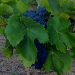 Domaine Grégory White - @gregory_white - Instagram