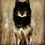 Grégory Wolf - @_gregory.lopez_ - Instagram