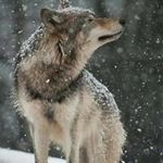 Gregory Wolf - @gregory_wolf_ - Instagram