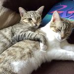 Gregory woodruff - @wafflecat64 - Instagram