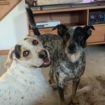 Bailey and Greta - @blueheelerbaileyandbabygreta - Instagram