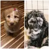 .summer._.2022._ - @greta._.bailey.thedoggos - TikTok
