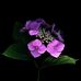 Anita Greta Baum - Facebook