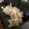 gretabear - @gretabear_dogs - TikTok