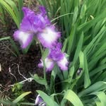 Greta Bryant - @gretabryantdesign - Instagram