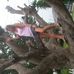 Greta Weede Compton - Facebook