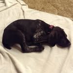Greta Cox - @greta_life_puppyadult - Instagram