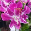 Greta_flowers_fantasy - @greta_flowers_fantasy - TikTok