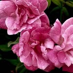 Gretaflowers - @ifioridigreta__ - Instagram