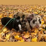 Greta & George The Mini Pigs - @oh.great.greta.and.george - Instagram