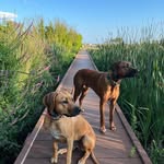 Grady & Greta - @grady.and.greta - Instagram
