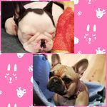 Greta + Hannes+ klein Herbert - @sweet_little_greta - Instagram