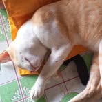 Kentoy Greta - Facebook