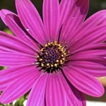 Greta Lamberti - @lamberti.greta - Instagram