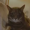 Greta May - @greta_the_awsome_cat - TikTok