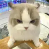 Trần Ngọc Minh - @gretalmeadows - TikTok