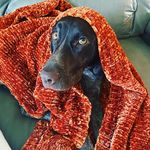 Greta Mitchell 🐾 - @greta_thegsp - Instagram