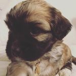 Nash & Greta - @nashandgreta - Instagram