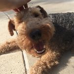 Greta Perry - @welsh_gbaby - Instagram