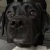Greta Roth - @g.pupcup - TikTok