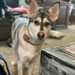 Greta - @greta_the_silver_gsd - Instagram