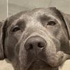 Greta y su mundo - @greta_silverlab - TikTok