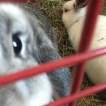 🐰Greta & Terry 🐰 - @gretathegrey.terrythewhite - Instagram