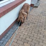 Fanny von Biebergarten - @fanny.gretchen - Instagram