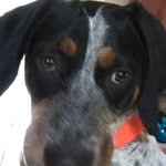 Gretchen Cross - @coonhoundgretchen - Instagram