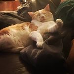 Gretchen Decker - @mycatberniesanders - Instagram