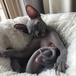 @gretchen_gary_goblin_disrobed - Instagram