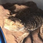 Gretchen Gray - @gretchengraythebeardeddragon - Instagram