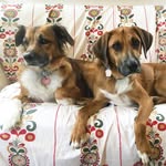 Gretchen Hobbs - @sophieandthechamp - Instagram