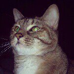 Gretchen Jackson - @gretchenthecat - Instagram