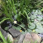 Gretchen Major - @gmwaterlilies - Instagram