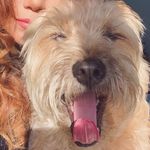 Ivanna Gretchen Sanchez - @ivannathewheaten - Instagram