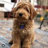 Sycamore Canyon Labradoodles - @gretchenwerner35 - TikTok