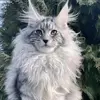 @greywestirea - @greywestirea - TikTok