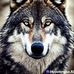 Grey Wolf - Facebook