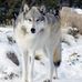 Grey Wolf - Facebook