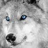 Grey wolf - @grey.wolf2 - TikTok