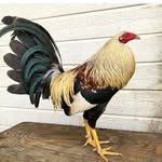 Grey Wolf Farm - @puna_gfowl - Instagram