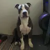 Greyson - @onewheeldog - TikTok
